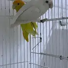 جوز روز معه فرخين