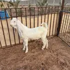 تيس ابيض ابرص ( انباع )