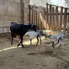 غنم