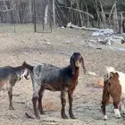 جفره مضرع تلد