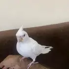 كروان البينو اليف (تم البيع)