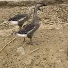 وز عراقي