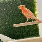 زوج كناري سوري الزوج منتج