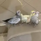 فروخ كروان
