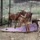 شاه البيع