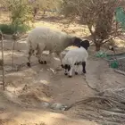 شاه نعيميه. رباع. معه رخل على فحل صنف ( مقنوي )