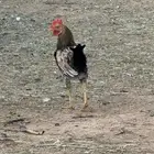 عدد 20 ديك للبيع تفريد وجمله