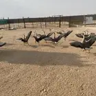 وز عراقي