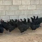 للبيع ديوك استرالوب 3 شهور ونصف