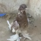 حمام زينه