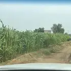 قصب للبيع