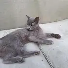قطه