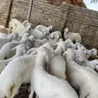بهم حري طيب