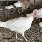 للبيع دجاج رومي
