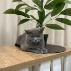 قطه سكوتش فولد للتبني