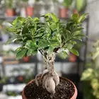 نباتات داخلية للبيع