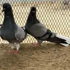 زوج نوري شامي بانتاجه