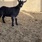 جفره قزم