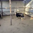 خروف نجدي فحل شرط
