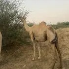 ناقة مدني