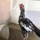 ديك سندي نسل غبشان