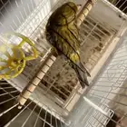 طيور كناري للبيع