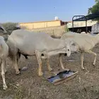 تم تم خروف فحل شرط السن توه ثني تم تم تم البيع خارج الحراج