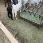 معزا للبيع