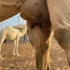 ضروبه للبيع كفو