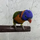 لوري اليف متكلم