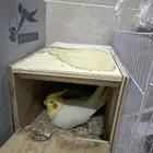 كروان اليف و منتج