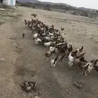 دجاج بلدي