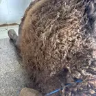 لباني وع الشرط والطعم تحدي العنوان طريق الرياض مجعل راس صلا