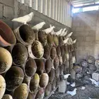 حمام فرنسي فوق 100 جوز كبير الحجم