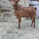 تيس فحل