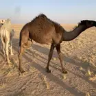 قعود طيب