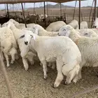 حري اوزان فوق 30 كيلو بعد الذبح يوجد صلاخه وتوصيل