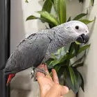 فرخين كاسكو