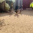 ذكر وانثاتين وز بلدي