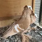 زوج حمام ساكسون اصفر