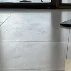قطة يدها مكسورة   وقطة واطفالها