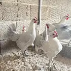 دجاج