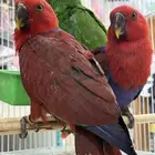 فروخ اكلكتوس