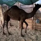 قعود مجهم العمر تقريبا 7 شهور