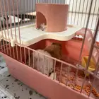 هامستر للبيع