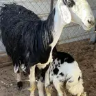 نعجه نجديه