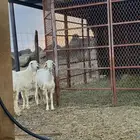 رخال عمارها فوق خمسة اشهر
