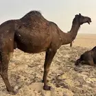 البيع القحه ثنو