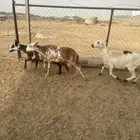 2 ضان سواكن