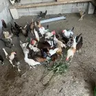 دجاج وديكه للبيع